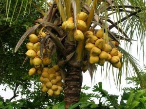Virgin Coconut Oil