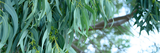 Eucalyptus Essential Oil: A Breath of Wellness