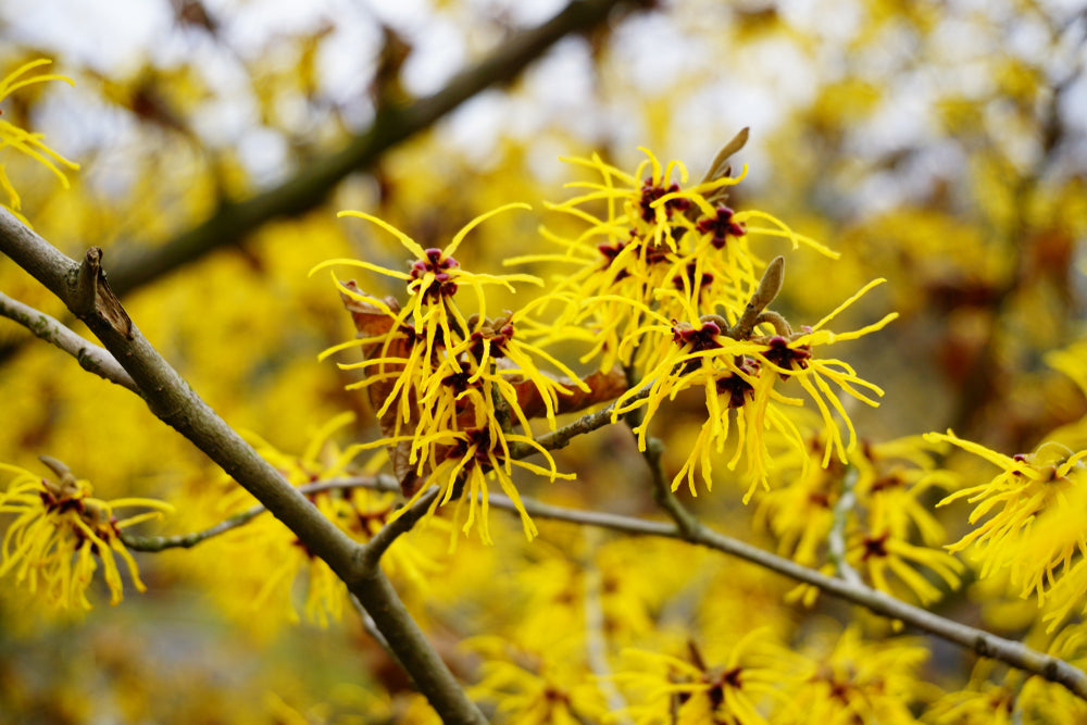 WATER-BASED WITCH HAZEL