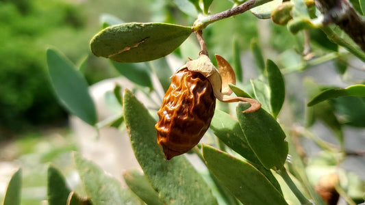 JOJOBA OIL