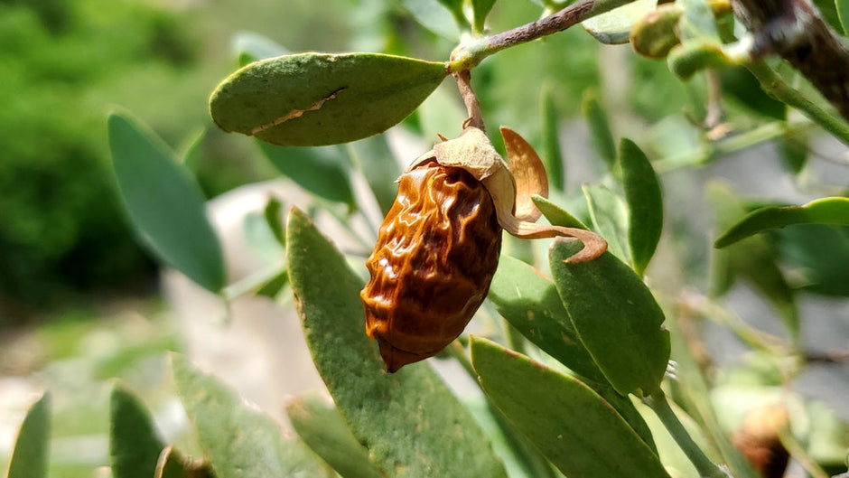 Jojoba oil